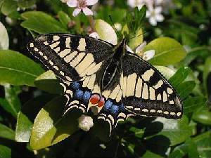 photo d'un papillon machaon butinant une fleur